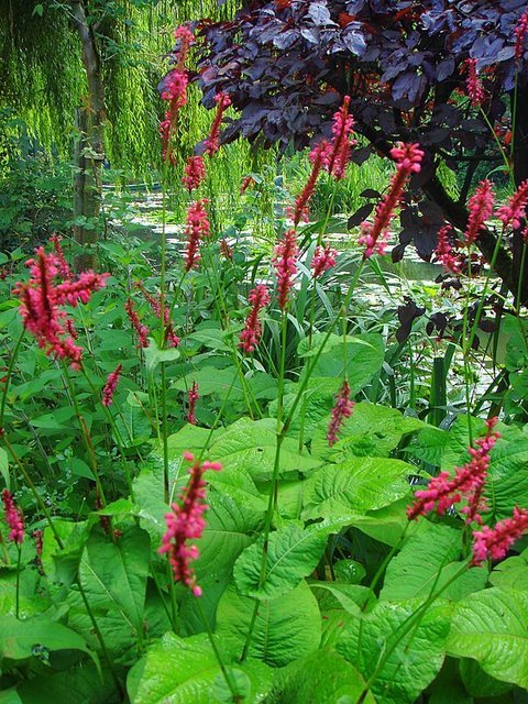 Polygonum amplexicaule